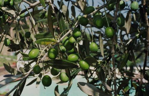 Apartment 'Tommaso' mit Schwimmbad by Interhome - Foto 44