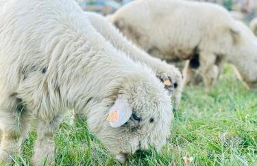 Osada Foltynówka - Foto 15