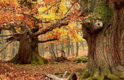 Casa Ypsilon Olive Oil - Photo 21