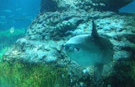 El buen sol de la manga - Foto 10