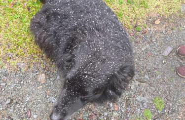 Casa em Urubici Sítio Pássaro D'água - Photo 6