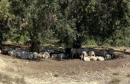 Masía La Perera - Foto 32