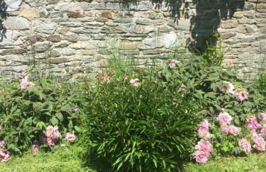 Le petit Saint Bernard - Photo 25