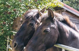 Jaworowa Zagroda - Foto 9