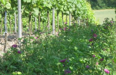 Apartments Bed & Breakfast Brückner - Foto 57