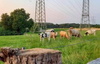 Bauernhof Sesterhenn - Foto 33