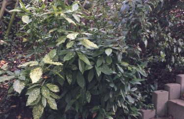 Appartement Rosengarten - Foto 31