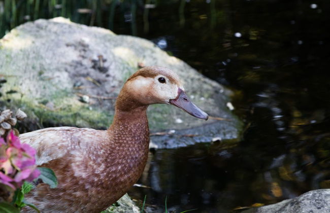 1 bedroom House in Färgelanda with garden - Photo 41