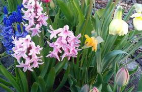 Sielanka Wydmy i Las - Foto 59