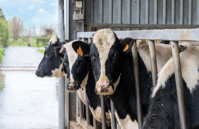 Comfortable Home for a Group With a Large Garden - Foto 34