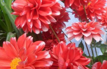 El patio azul Bohemio Mágico - Foto 19