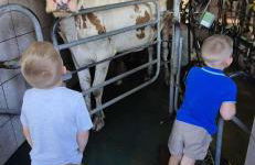 Ferienhof Schiefen - Urlaub auf dem Bauernhof - Foto 7