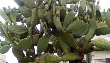 Home Sleep Home Fafe - Foto 5