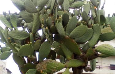 Home Sleep Home Fafe - Foto 5