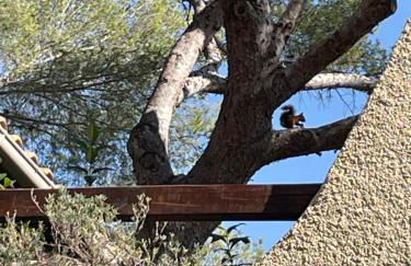 La Cigalière - Foto 35