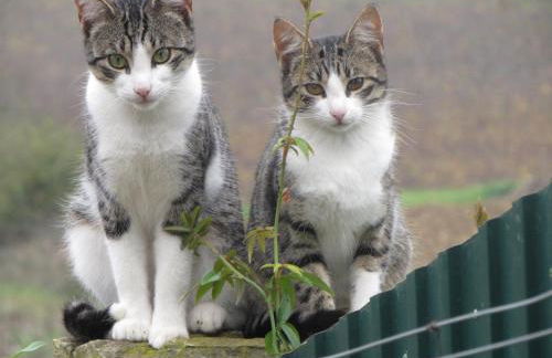 Quinta Sobral Prestige - Rustic House - Photo 46