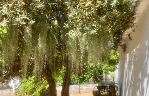 Casa Amador, Charming 2 Bedrooms House in Alcácer - Foto 57