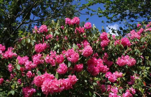 Swansea Valley Holiday Cottages - Foto 101