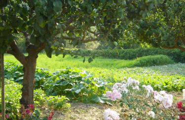 Agriturismo Podere Filicaia - Foto 42