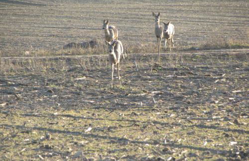 FeWo mit Balkon, Zimmermann - Foto 36