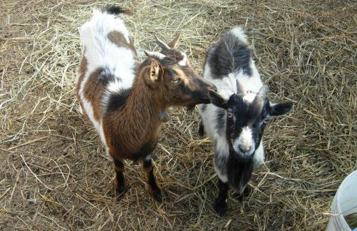 Agritur Girasole - Foto 79