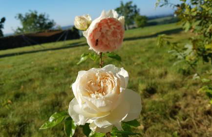 BELLE VISNONIA meublé de caractère Sud Morbihan - Foto 37