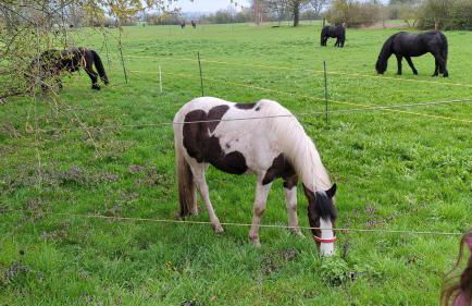 Storchennest mit eigenem Hof, Spielwiese und Terrasse - Foto 19