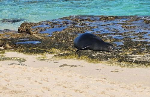 Mokulē'ia Beach Houses at Owen's Retreat - Foto 9
