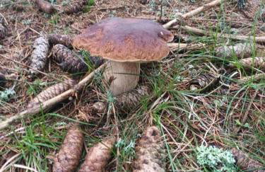 Gite cantagrel - Foto 28