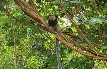 Morada dos Saguis - Foto 77