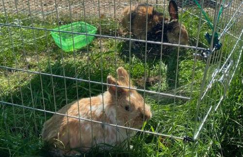 Ferienwohnung am Balkon des Erzgebirges - Bernsbach - Foto 34