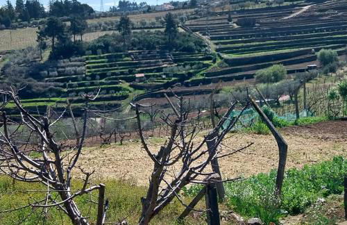 Douro Feels Like Home - Foto 13