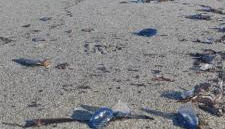 Villa les pieds dans l'eau - Foto 5