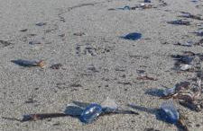 Villa les pieds dans l'eau - Foto 5