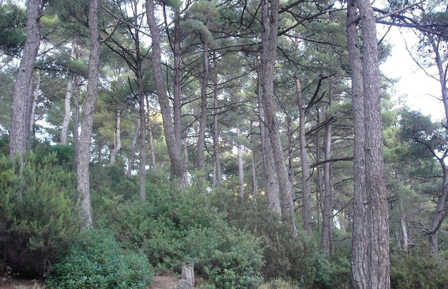 Despina studios and rooms - Foto 38