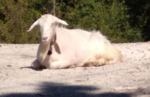 la masseria di Antonio e Teresina - Foto 45