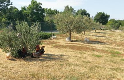 Family friendly house with a swimming pool Popovici, Zagora - 14074 - Photo 15
