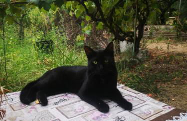 Pinnettu sardo tipica abitazione sarda in ecosistema insetti e animaletti simpatici in condivisione bagno esterno a 10metri Leggere attentamente Prima di prenotare - Foto 72