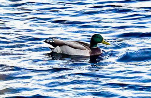 Bayberry Lakehouse - Foto 53