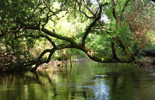 Appartement 2/3 personnes à 10 minutes de Contis plage (Saint Julien en Born) - Foto 34