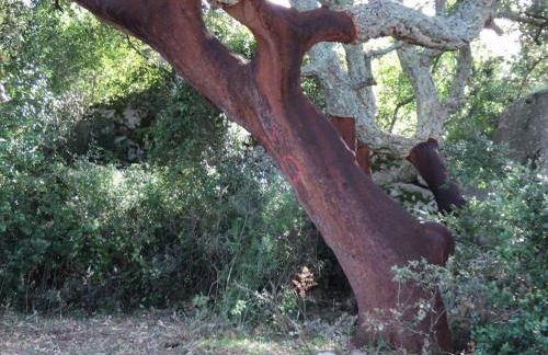 Casa in Gallura - Mare, Montagna, Escursioni - Foto 45