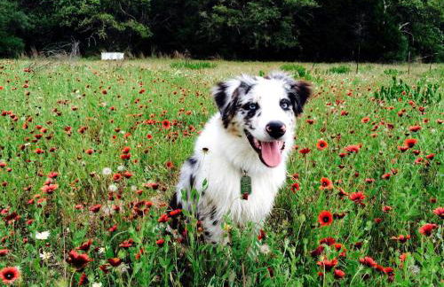 Romantic Cottage Rental on a Beautiful Farm in the Countryside near Austin, Texas - Photo 26