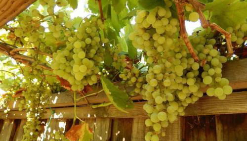 Beautiful Home in Quiet Area - Foto 3, Garden