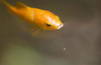 Villa Can Rasca - Foto 35