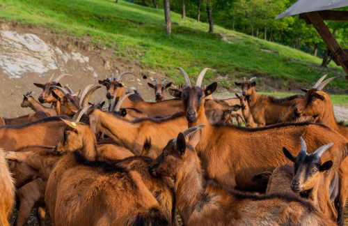 Agriturismo Casapasserini - Foto 10