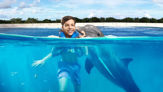 Delfin-Begegnung am Maroma Beach - Foto 4