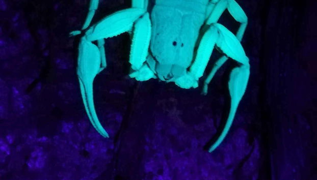 Night Walk in a Private Reserve - Foto 3