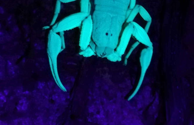 Night Walk in a Private Reserve - Foto 3