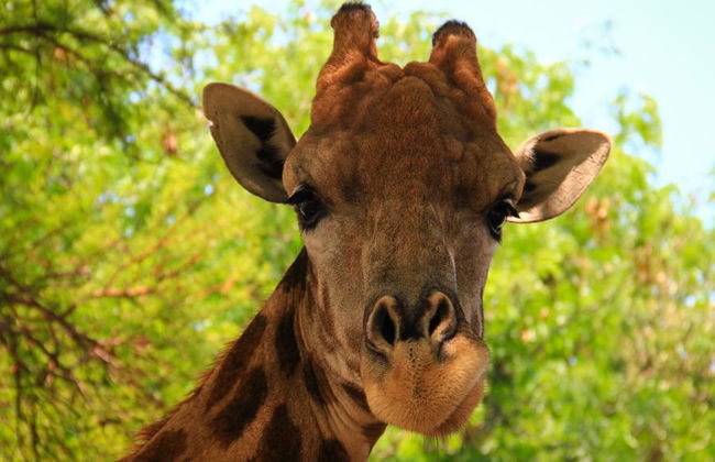 Descubre Johannesburgo - Alquiler de coche privado con chófer - Un día entero - Foto 1