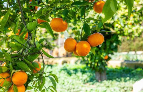 Can Pamboli - Foto 11